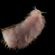 A new species of scaleworm. (Image: David Shale)
